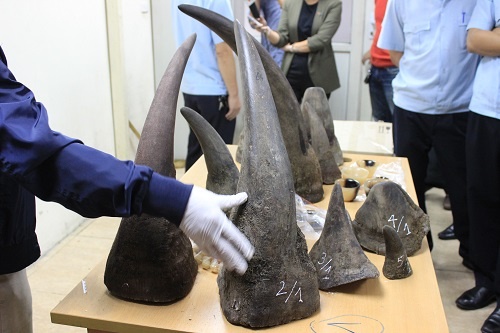 Việt Nam nhập lậu nhiều sừng tê giác nhất thế giới
